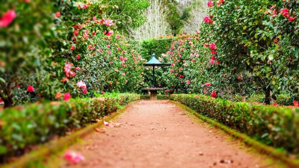 Rose Garden in Bathinda